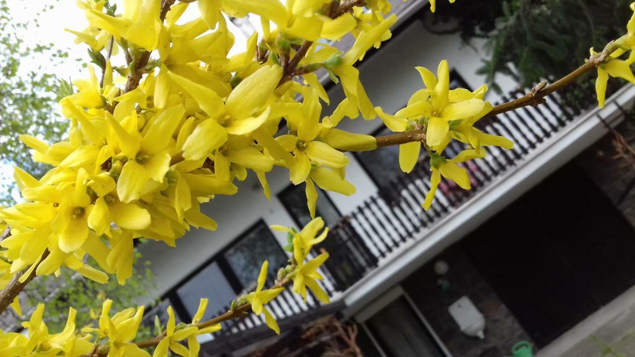 Sara Apartman Paradfuerdo 外观 照片